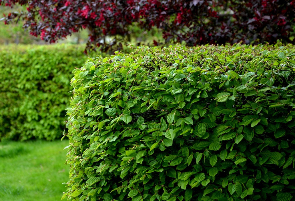 Avenbokshäck - det moderna insynsskyddet