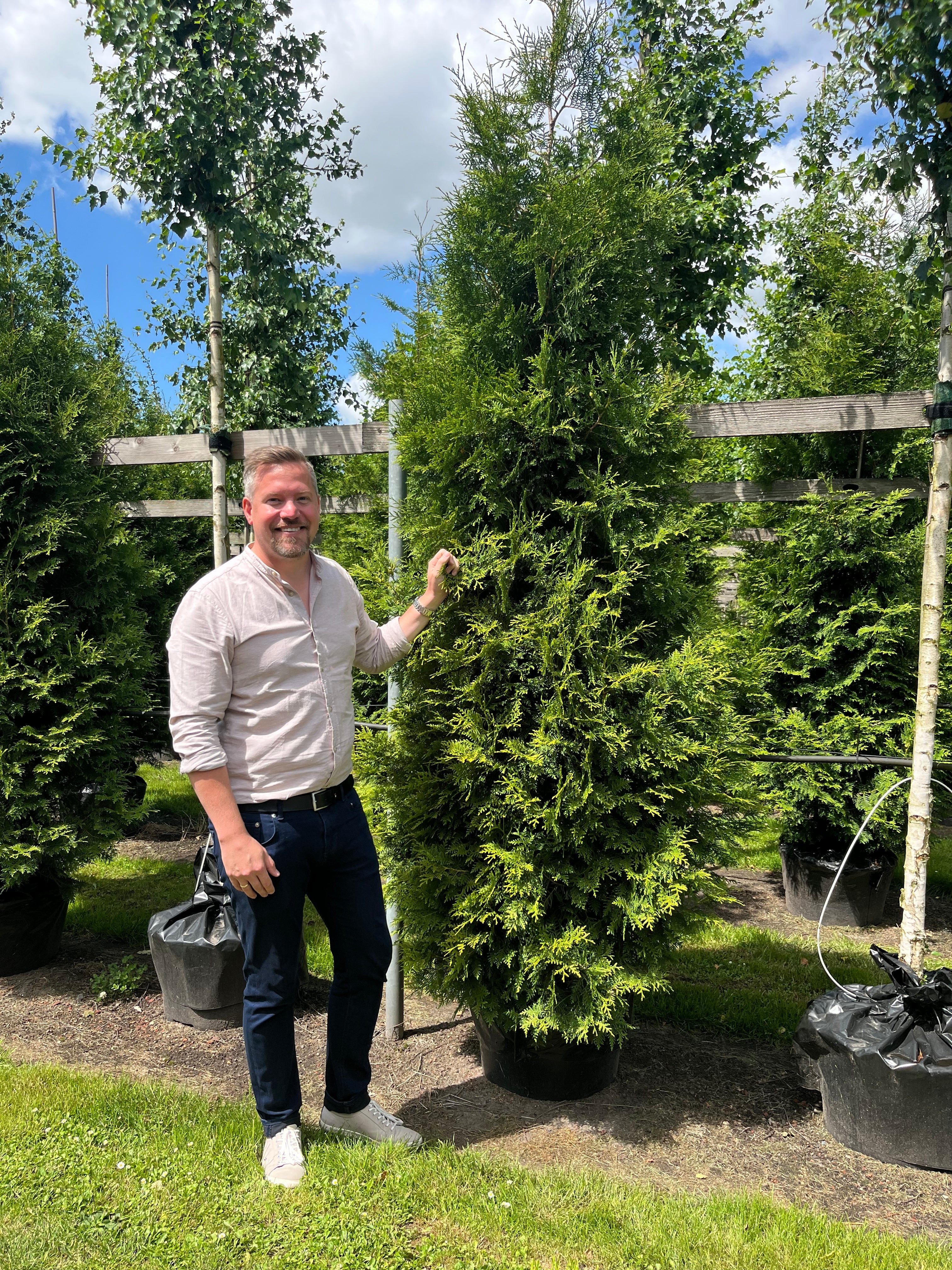 Thuja Brabant 225-250 cm XXL!
