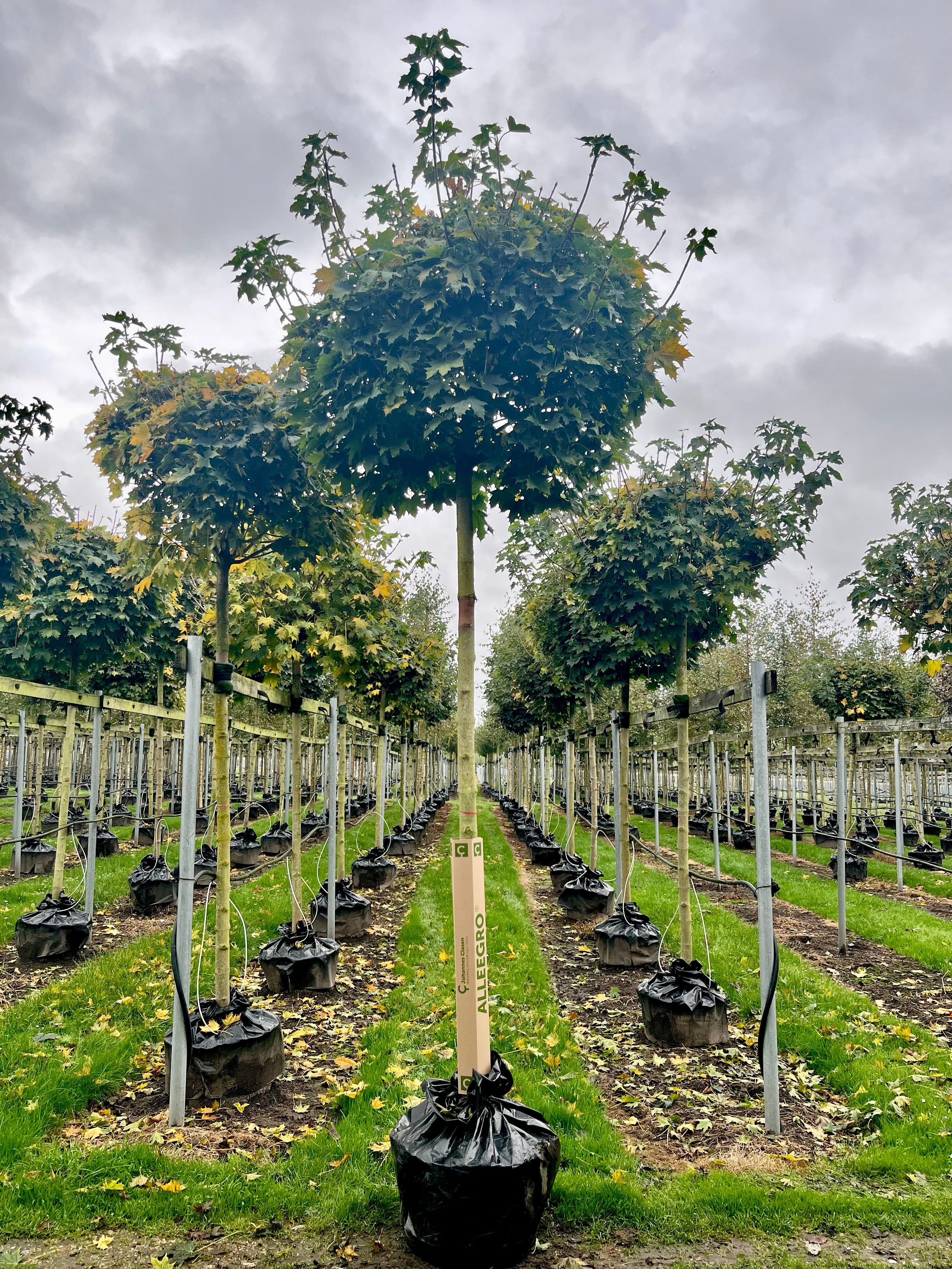 Klotlönn 'Globosum' 14-16