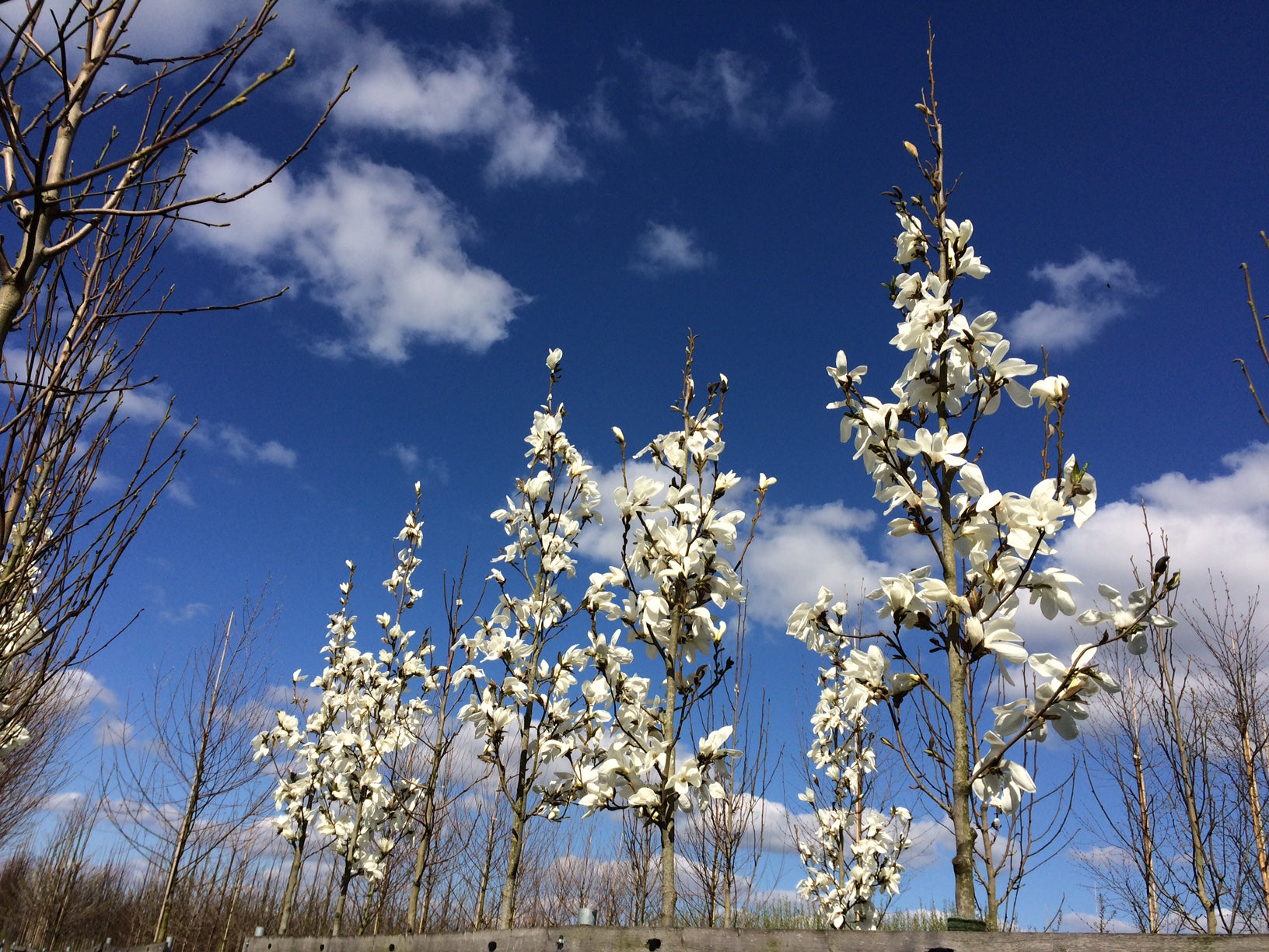 Japansk magnolia 14-16