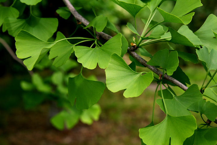 Ginkgo