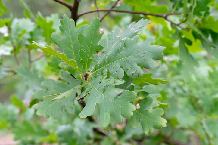 Pelarek 'Fastigiata Koster'