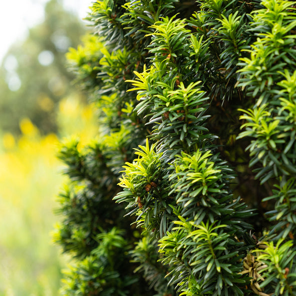 Pelarformad idegran 'Fastigiata Robusta' 40-50 cm