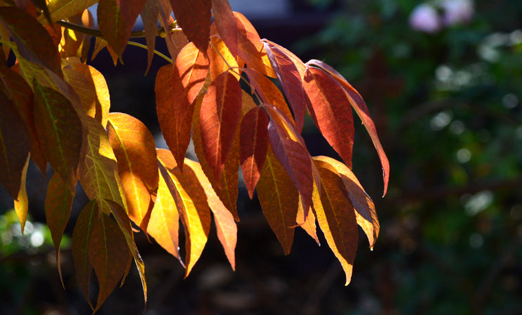 Purpurask 'Autumn Purple'