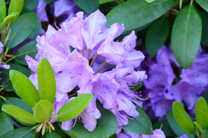 Rhododendronhäck