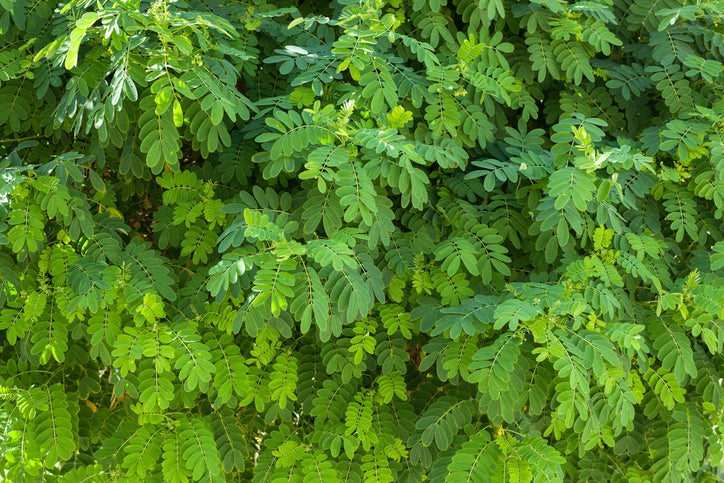 Robinia