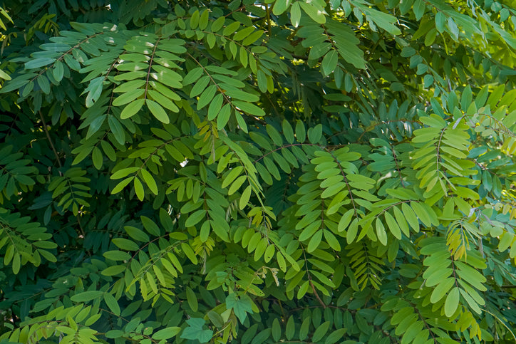 Robinia 'Bessoniana'