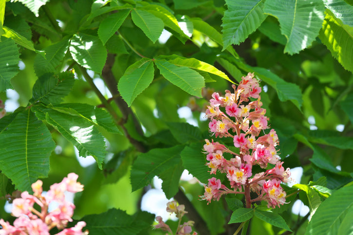 Rödblommig höstkastanj