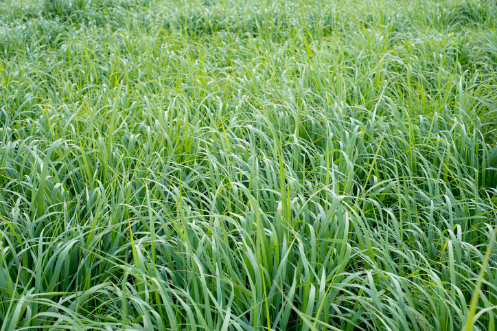 Rörsvingel 'Northwind' (Kruka 5 liter)