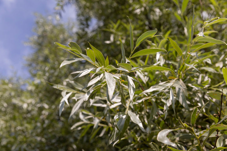 Silverpil 'Liempde'