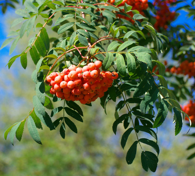 Sötrönn 'Edulis'