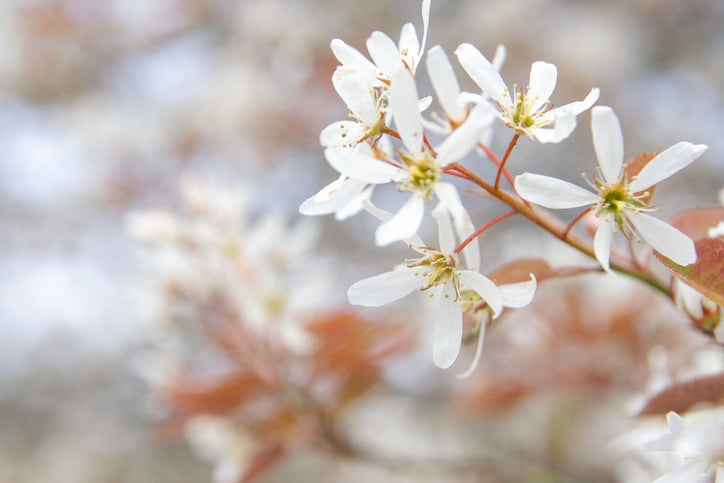 Storblommig häggmispel 'Robin Hill'