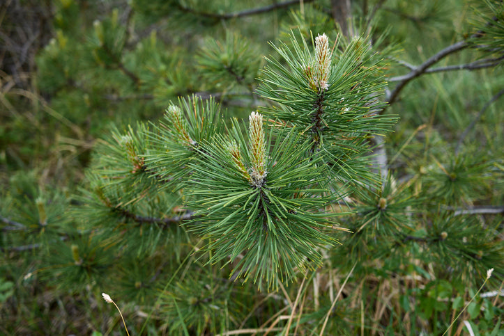 Svarttall 175-200 cm