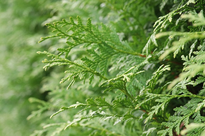 Thuja Brabant