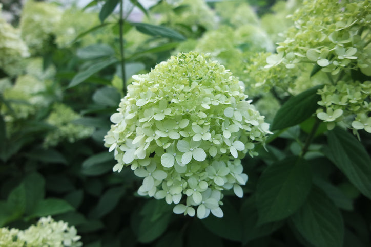 Vipphortensia 'Limelight'